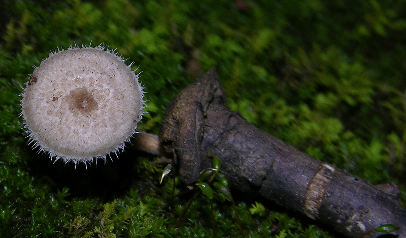 Eccoli i funghi.......